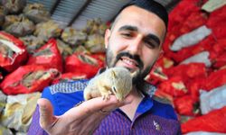 Bulduğu yavru sincabı biberonla besliyor