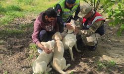 Depremde yaralanan ve tedavi edilen köpek, çip sayesinde sahibine ulaştırıldı