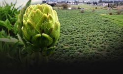 Urla'da üreticinin 'sakız enginarı' mesaisi