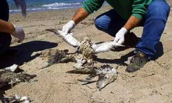 Kuşadası Sahili'nde 24 yelkovan kuşu ölü bulundu