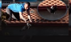 Çatıya ayağı sıkıştı! Çevredekiler güvercinin imdadına yetişti