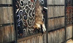 Bağ evinde kapıya asılı bulunan köpek soruşturmasında 2 şüpheli serbest