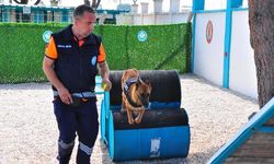 Hasta olduğu için bakımevine terk edilmişti, bomba arama köpeği oldu