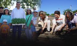 Ekinezya Seferihisar tarımının yeni yıldızı olacak... İlk hasat Ağustos'ta