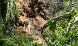 Turistlerin üzerine ağaç devrildi: 1 ölü, 2 yaralı