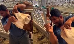'İneğe içki' iddiası! 'Yanlış anlaşıldık' dedi