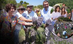 Lavanta filiz aldı mis kokulu festivale dönüştü