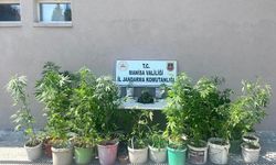 Manisa'da ormanda kenevir yetiştiren 3 şüpheliye gözaltı