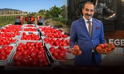 Rusya için 500 bin ton domates... Kota artışı Egeli ihracatçıların yüzünü güldürdü