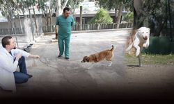 Karşıyaka'da hayvan sevgisi engel tanımıyor... Sahipsiz köpeklere  A’dan Z’ye bakım