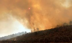 Milas'ta 160 hektar alanın küle döndüğü yangın, sigara izmaritinden çıkmış