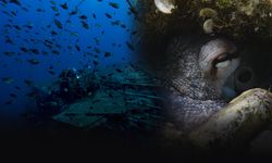 Karaburun’da denizin altında yatan eşsiz güzellikler