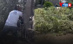 İzmir'de ağaçlar kesildi vatandaş isyan etti... Nolur yapmayın!