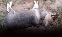 Aydın'da katliam... Bir gecede 11 köpek öldürüldü