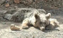 Yol kenarında yaralı bulunan bozayı ömür boyu felç kalacak