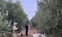 Manisa'da jandarma komando timleri zeytinler için devriyede