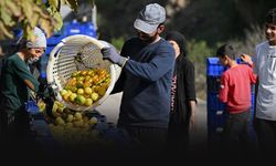 Mandalina rekoltesiyle İzmirli üretici ve ihracatçıyı sevindirdi