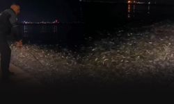 İzmir'de korkutan görüntüler... Balıklar sahile vurdu!