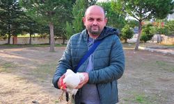 Okul bahçesindeki tavukları sokak köpeklerinden öğretmen kurtardı