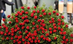 Yılbaşı çiçeği olarak da bilinen 'kokina'daki gizli tehlike