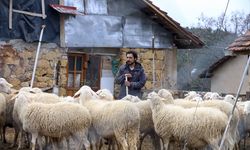 Üniversite mezunu genç çiftçi koyun yetiştiriciliği yapıyor