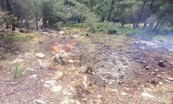 Bodrum'da hazine arazisini işgal edip ağaçları kestikleri öne sürülen 20 zanlı yakalandı