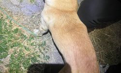 Bodrum'da, zehirlenen köpeklerden 5'i kurtarıldı