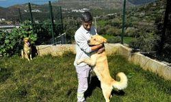 Bodrum'da, zehirlenen köpeklerden 5'i kurtarıldı