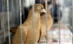 Gözaltına alınan casus güvercin serbest bırakıldı
