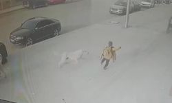 Sokak köpekleri okuldan dönüş yolunda saldırdı