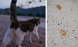 Kimyasal varile düştü: Kentte 'kedi' uyarısı