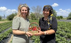 Tire'de kadın üreticilerin yetiştirdiği organik çilekler hasat edildi