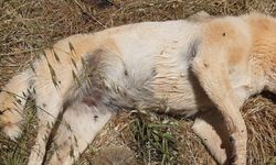 Bodrum'da zehirlenen 2 köpek ile 2 kedi öldü