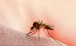 Bu yaz Ege ve Akdeniz'de sivrisinek yoğunluğu yağışlara bağlı