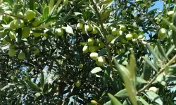 Manisa'da zeytin ağaçlarında halkalı leke hastalığı görüldü