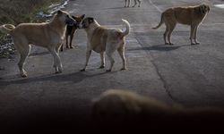 Sokak köpekleriyle ilgili yasa teklifinin detayları belli oldu... Belediyelere yaptırım geliyor!