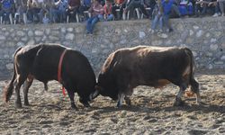 Germencik'te boğa güreşi festivali yapıldı