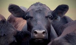 Kurban Bayramı öncesi 27 bin ithal angus geldi