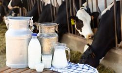 TÜİK açıkladı... Süt üretimi azaldı