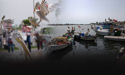 Tepeli pelikanların en iyi dostu oldu... Her gün elleriyle besliyor