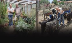 Tilki öldüren komşusunu ihbar etti hayatı kabusa döndü... Darp iddiasıyla suç duyurusunda bulundu