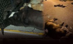 İzmir'de köpek katliamı! Zehirleyerek öldürdüler