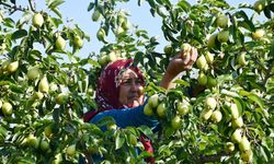 Turgutlu'da yetişen limon armudunun hasadı başladı
