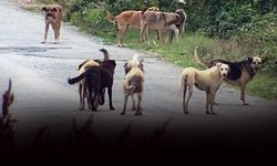 Sokak köpeklerinin saldırısında kolu kırıldı... Belediyeden şikayetçi oldu!