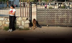 Sokak köpeğinin saldırısına uğramıştı... Minik Duru korkudan evden çıkamıyor!