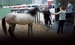 Karşıyaka’da başıboş at operasyonu