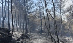 Menderes'teki orman yangınları ile ilgili 1 tutuklama