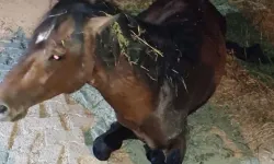 Manisa'da su dolu çukura düşen yılkı atına 5 saat süren tedavi