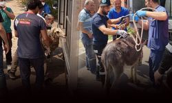 Yangın bölgesindeki bakımevlerinden 250 can dostu tahliye edildi!