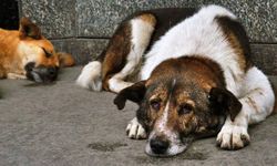 Uzmanlar açıkladı: Köpeğiniz depresyonda olabilir